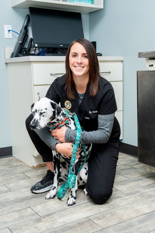 HighQuality Vet Hospital in Lowell, IN Lowell Animal Hospital